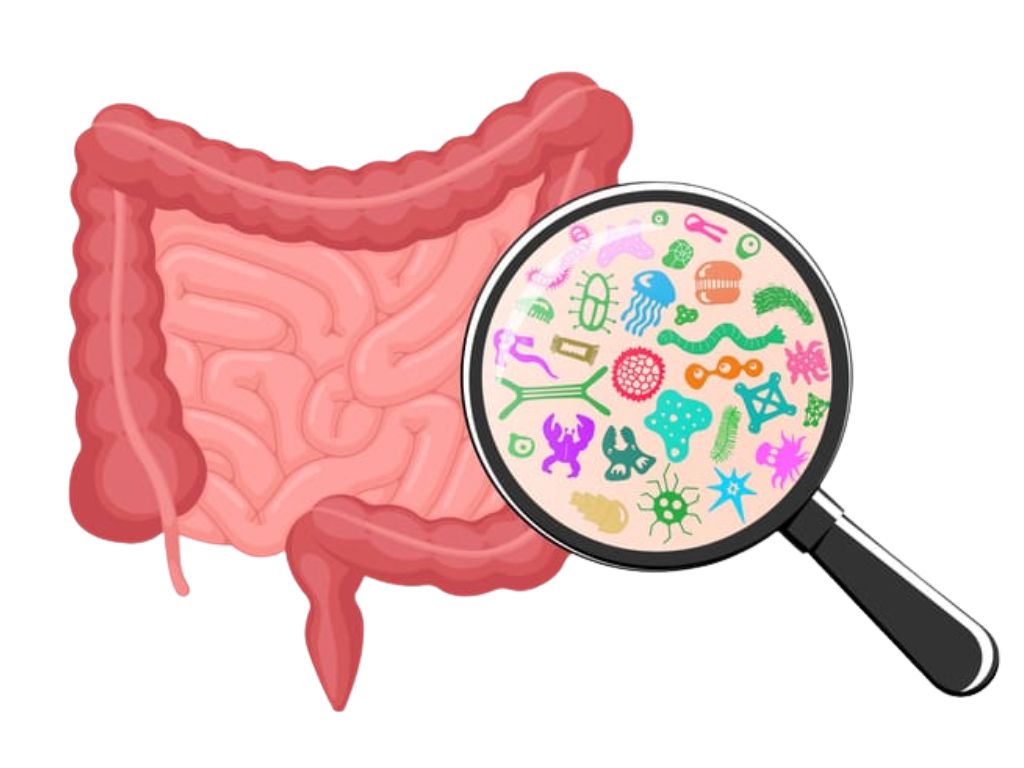 gut microbiome